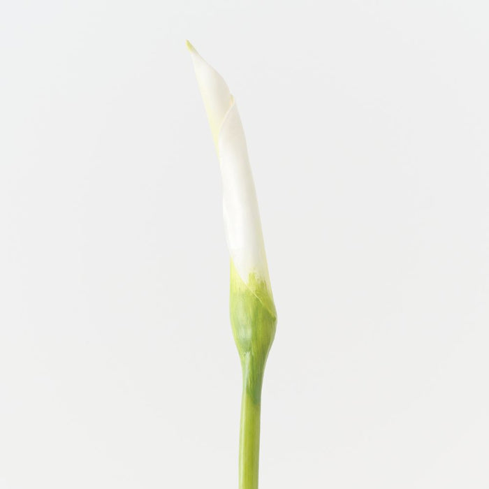Artificial Calla Lily Bud 98cm White - FLORA DESIGNS