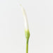 Artificial Calla Lily Bud 98cm White - FLORA DESIGNS