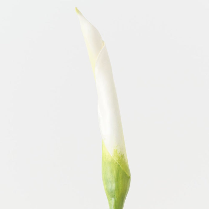 Artificial Calla Lily Bud 98cm White - FLORA DESIGNS