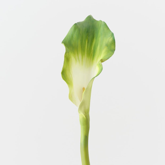 Artificial Calla Lily 101cm Green - Pack of 12 - FLORA DESIGNS