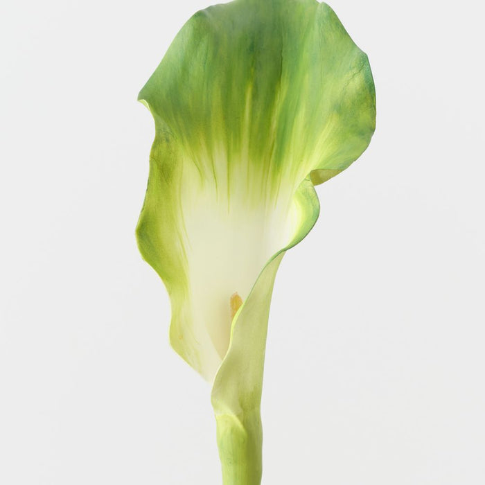 Artificial Calla Lily 101cm Green - Pack of 12 - FLORA DESIGNS