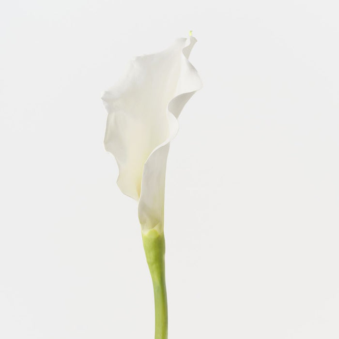 Artificial Calla Lily 101cm White - FLORA DESIGNS