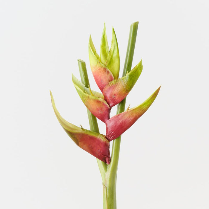 Artificial Heliconia 91cm Green Eggplant - Pack of 6 - FLORA DESIGNS
