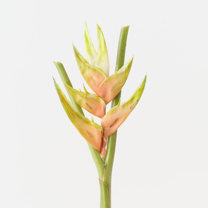 Artificial Heliconia 91cm Cream - Pack of 12 - FLORA DESIGNS