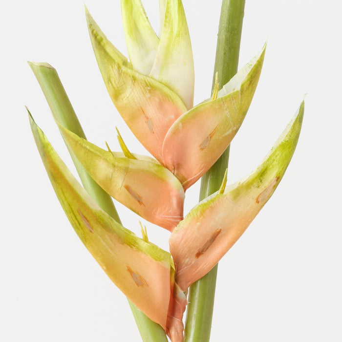 Artificial Heliconia 91cm Cream - Pack of 12 - FLORA DESIGNS