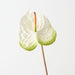 Artificial Anthurium 71cm White Green - Pack of 6 - FLORA DESIGNS
