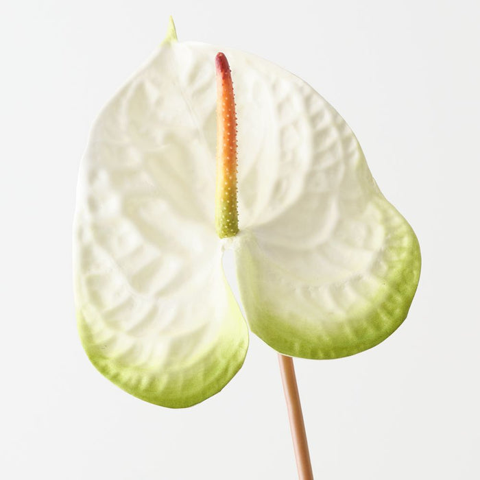 Artificial Anthurium 71cm White Green - Pack of 6 - FLORA DESIGNS