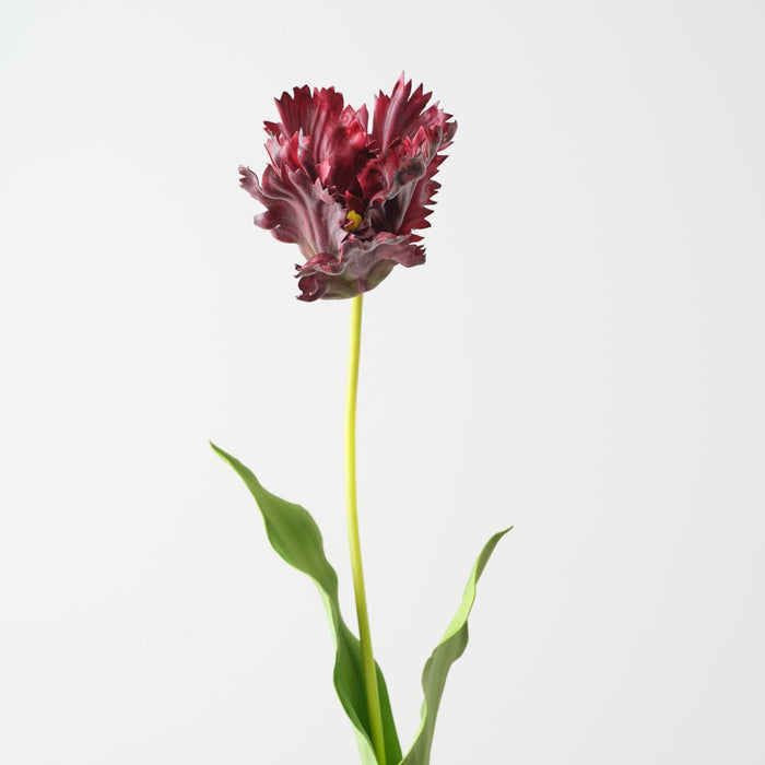 Artificial Parrot Tulip 70cm Burgundy - Pack of 12 - FLORA DESIGNS