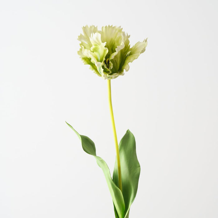 Artificial Parrot Tulip 70cm Green White - Pack of 12 - FLORA DESIGNS