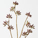 Artificial Eucalyptus Seed Spray 83cm Burgundy - Pack of 6 - FLORA DESIGNS