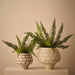 Aurora Pot 35cm Sand - FLORA DESIGNS