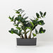 Zanzibar Gem in Vase 45cm Green - FLORA DESIGNS