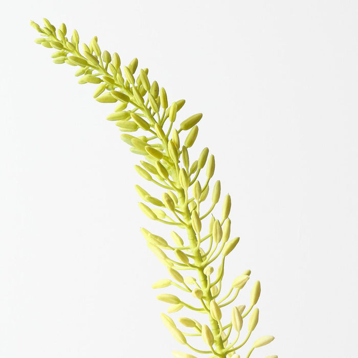 Artificial Foxtail Lily 105cm Cream Green - Pack of 12 - FLORA DESIGNS