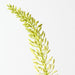 Artificial Foxtail Lily 105cm Cream Green - Pack of 12 - FLORA DESIGNS