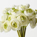 Artificial Ranunculus Bundle 28cm Cream Green - FLORA DESIGNS