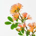 Artificial Chrysantha Spray 89cm Orange - Pack of 12 - FLORA DESIGNS