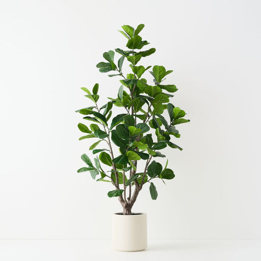 Artificial Fiddle Leaf Tree 210cm Green - FLORA DESIGNS