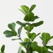 Artificial Fiddle Leaf Tree 210cm Green - FLORA DESIGNS