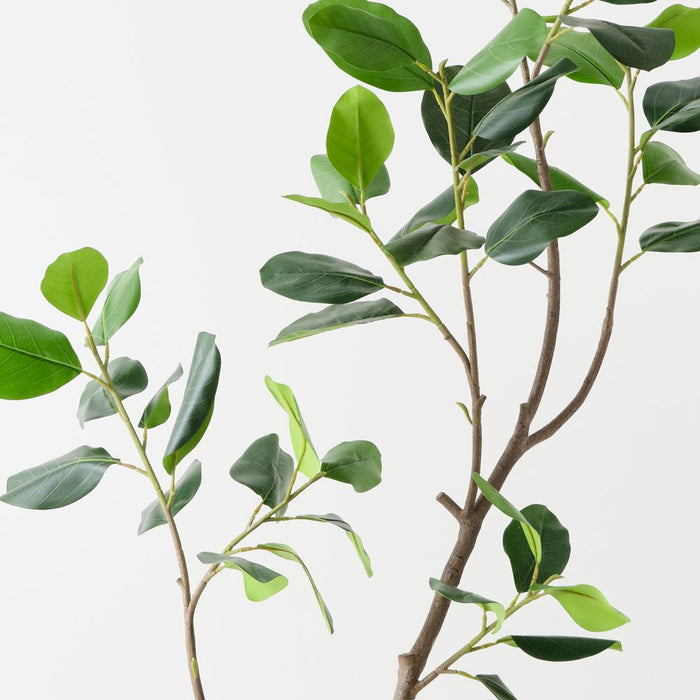 Artificial Rubber Tree 180cm Green - FLORA DESIGNS