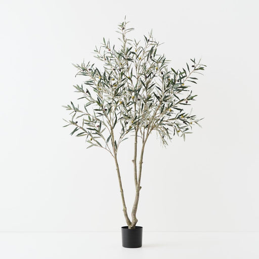 Artificial Olive Tree 180cm Grey Green - FLORA DESIGNS