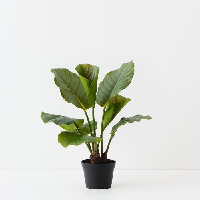 Artificial Calathea Plant 50cm Green - Pack of 2 - FLORA DESIGNS