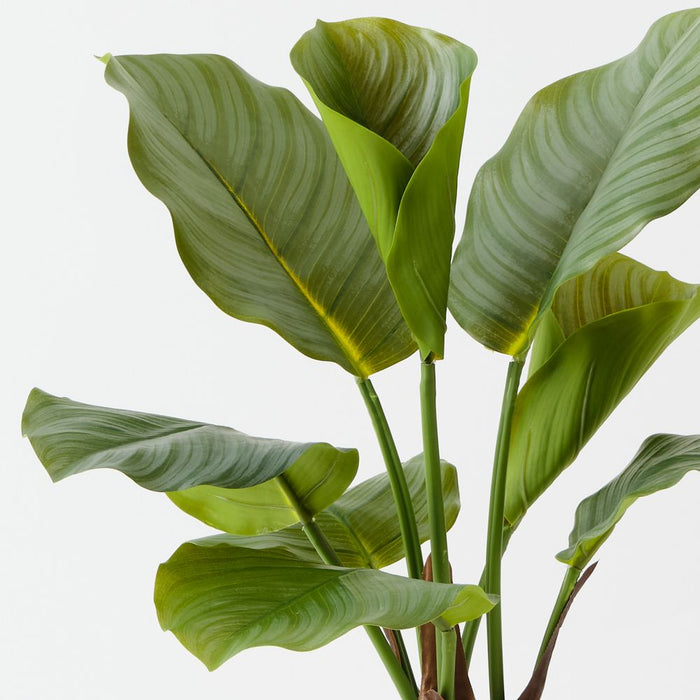 Artificial Calathea Plant 50cm Green - Pack of 2 - FLORA DESIGNS