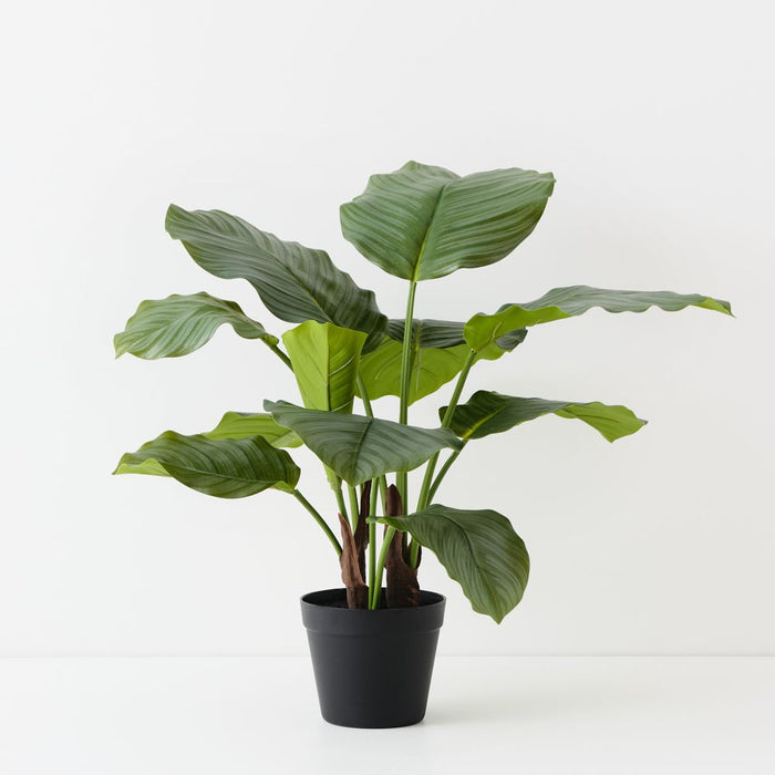 Artificial Calathea Plant 65cm Green - Pack of 2 - FLORA DESIGNS