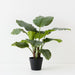 Artificial Calathea Plant 65cm Green - Pack of 2 - FLORA DESIGNS