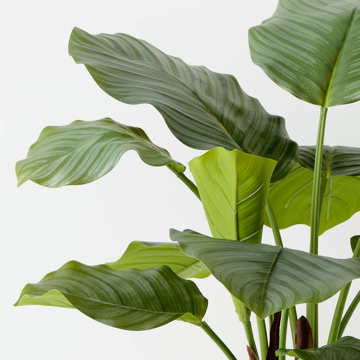 Artificial Calathea Plant 65cm Green - Pack of 2 - FLORA DESIGNS