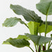 Artificial Calathea Plant 65cm Green - Pack of 2 - FLORA DESIGNS