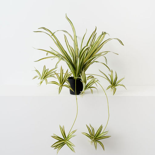 Artificial Spider Plant 70cm Green White - Pack of 6 - FLORA DESIGNS