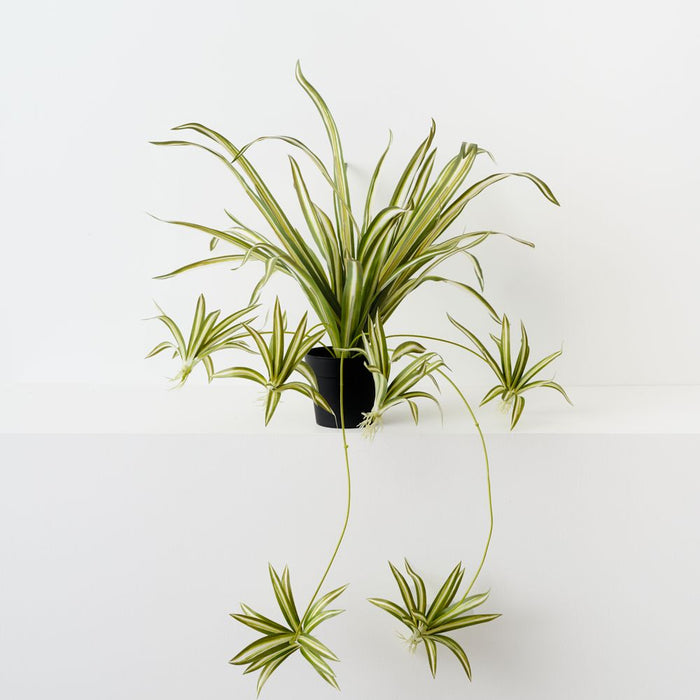 Artificial Spider Plant 70cm Green White - Pack of 6 - FLORA DESIGNS