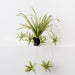 Artificial Spider Plant 70cm Green White - Pack of 6 - FLORA DESIGNS