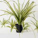 Artificial Spider Plant 70cm Green White - Pack of 6 - FLORA DESIGNS