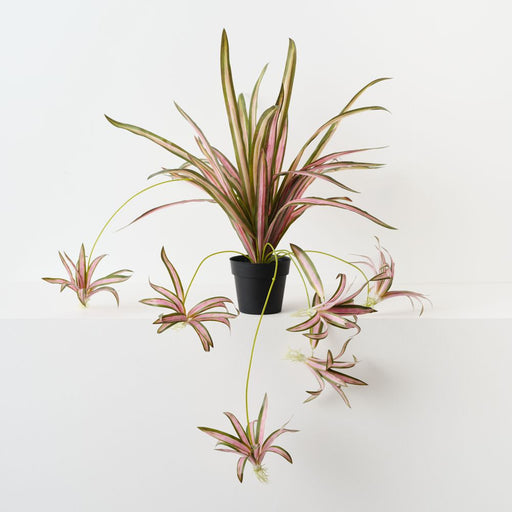 Artificial Spider Plant 70cm Pink Green - Pack of 6 - FLORA DESIGNS