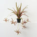 Artificial Spider Plant 70cm Pink Green - Pack of 6 - FLORA DESIGNS