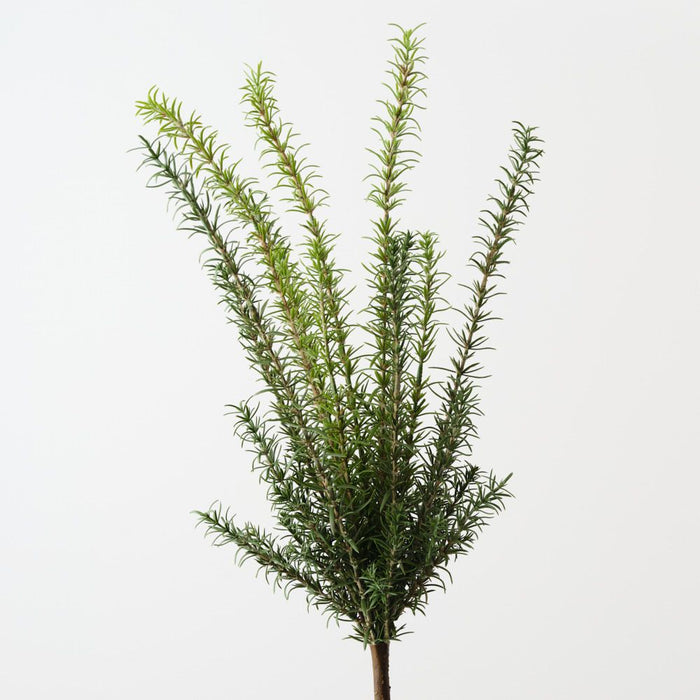 Artificial Rosemary Bush 66cm Green - Pack of 6 - FLORA DESIGNS