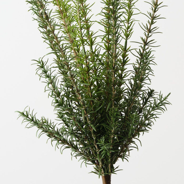 Artificial Rosemary Bush 66cm Green - Pack of 6 - FLORA DESIGNS