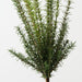 Artificial Rosemary Bush 66cm Green - Pack of 6 - FLORA DESIGNS