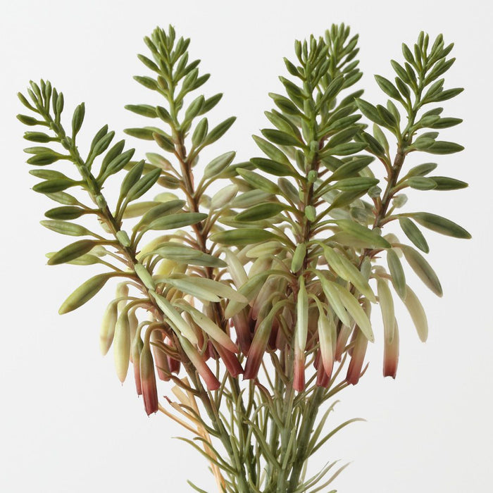 Artificial Agave Flowering Bundle 30cm Green Eggplant - Pack of 6 - FLORA DESIGNS