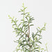 Artificial Senecio Spray 76cm Green - Pack of 12 - FLORA DESIGNS