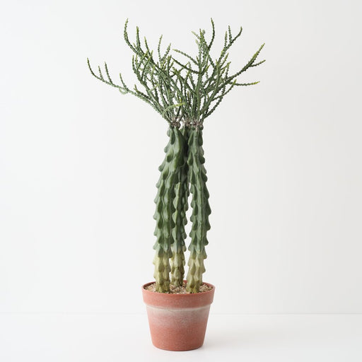 Artificial Crown Cactus Plant 68cm Green - FLORA DESIGNS