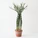 Artificial Crown Cactus Plant 68cm Green - FLORA DESIGNS