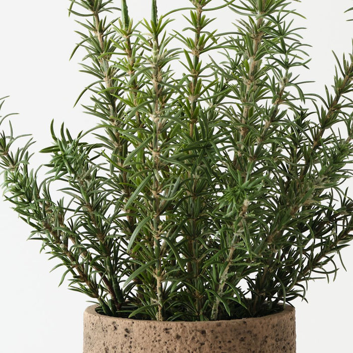 Artificial Rosemary Plant 45cm Green - FLORA DESIGNS
