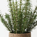 Artificial Rosemary Plant 45cm Green - FLORA DESIGNS
