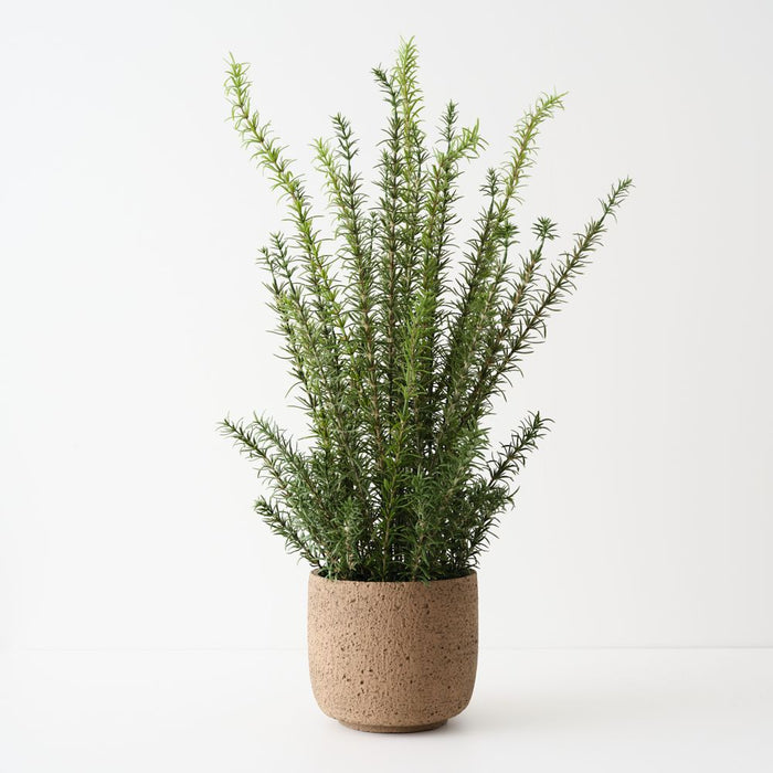 Artificial Rosemary Plant 78cm Green - FLORA DESIGNS