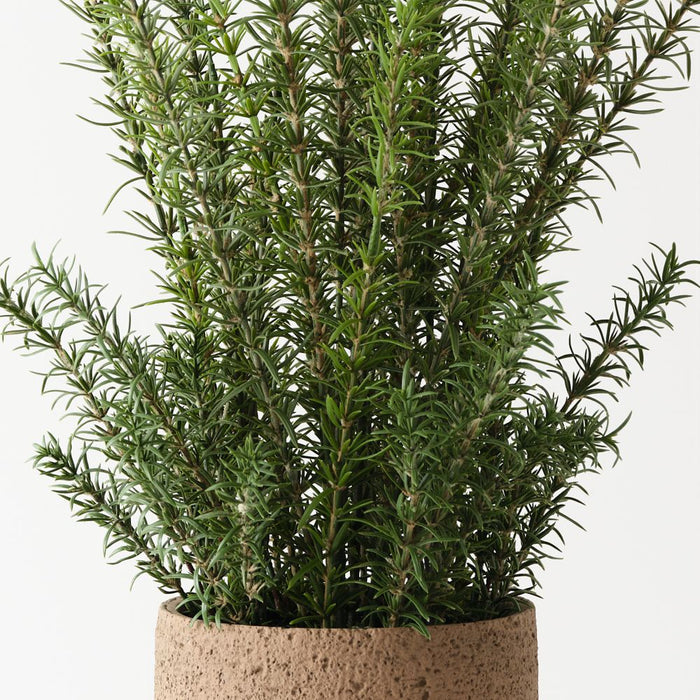 Artificial Rosemary Plant 78cm Green - FLORA DESIGNS