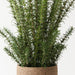 Artificial Rosemary Plant 78cm Green - FLORA DESIGNS