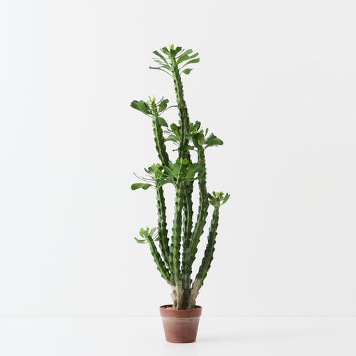 Artificial Euphorbia Cactus Plant 124cm Green Burgundy - FLORA DESIGNS
