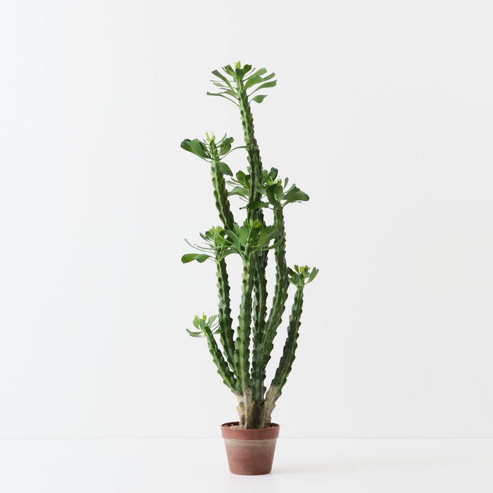 Artificial Euphorbia Cactus Plant 124cm Green Burgundy - FLORA DESIGNS